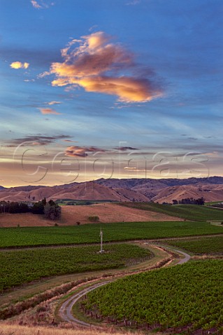 Dawn breaking over The Nineteenth Vineyard of the Sutherland Family Ben Morven Valley Fairhall Marlborough New Zealand
