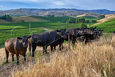 Cattle in field above The Nineteenth Vineyard of the Sutherland Family Ben Morven Valley Fairhall Marlborough New Zealand