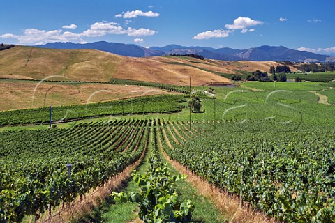 Pinot Noir vines at the top of Yarrum Vineyard Owned by the Sutherland Family contract growers for Dog Point Greywacke and Nautilus it is on the ridge between the Brancott and Ben Morven Valleys Marlborough New Zealand