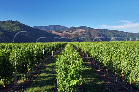 Vineyard of Kim Crawford Constellation near Rarangi Marlborough New Zealand