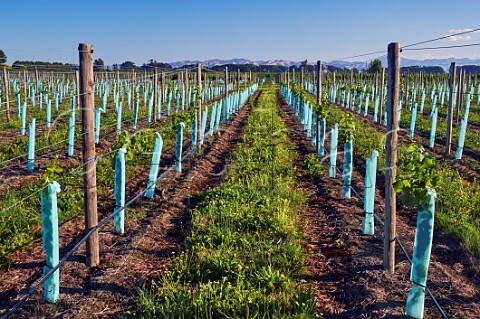 New vineyard near Rarangi Marlborough New Zealand