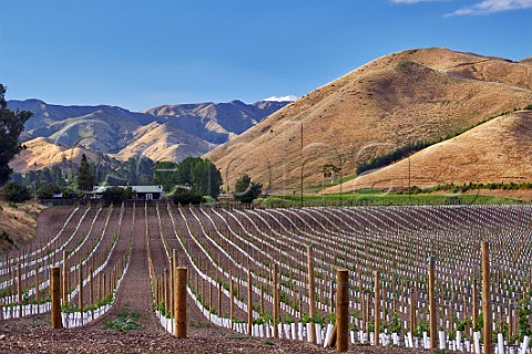 New vineyard high in the Brancott Valley Blenheim Marlborough New Zealand