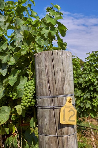 Sauvignon Blanc grapes UCD1 clone before veraison in Yarrum Vineyard of the Sutherland Family  Brancott Valley Marlborough New Zealand