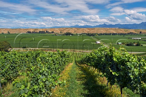 Herbicidefree under vine management of hillside Pinot Noir vines in Greywacke Farm Vineyard Omaka Valley Marlborough New Zealand