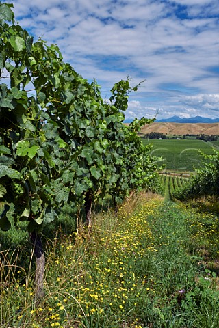Herbicidefree under vine management of hillside Pinot Noir vines in Greywacke Home Vineyard Omaka Valley Marlborough New Zealand