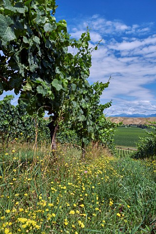 Herbicidefree under vine management of hillside Pinot Noir vines in Greywacke Home Vineyard Omaka Valley Marlborough New Zealand