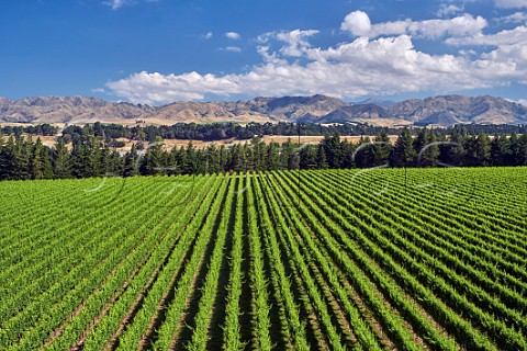 Taylors Pass Vineyard of Villa Maria by the Awatere River Seddon Marlborough New Zealand