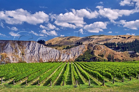 Medway Vineyard of The Crossings high in the valley of the Awatere River is planted with Sauvignon Blanc Chardonnay Riesling and Pinot Noir Seddon Marlborough New Zealand