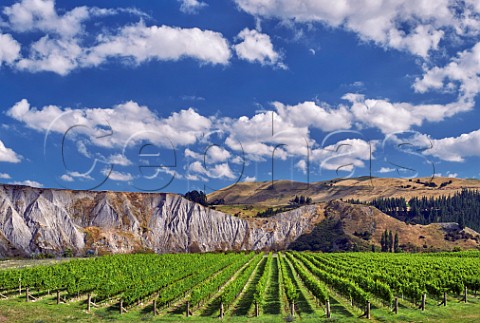 Medway Vineyard of The Crossings high in the valley of the Awatere River is planted with Sauvignon Blanc Chardonnay Riesling and Pinot Noir Seddon Marlborough New Zealand