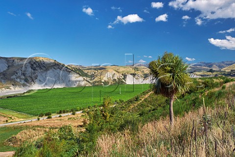 Medway Vineyard of The Crossings high in the valley of the Awatere River is planted with Sauvignon Blanc Chardonnay Riesling and Pinot Noir Seddon Marlborough New Zealand