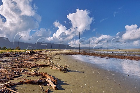 Driftwood on the beach at low tide Golden Bay Collingwood Nelson Tasman New Zealand
