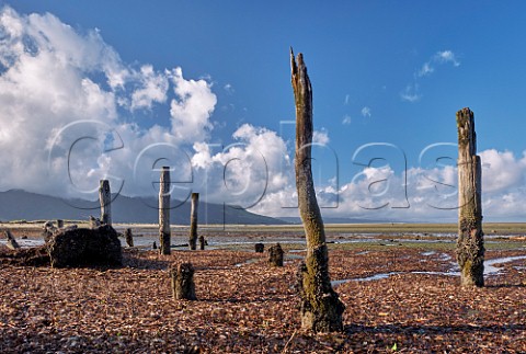 Posts  at low tide at Collingwood on Golden Bay Nelson Tasman New Zealand