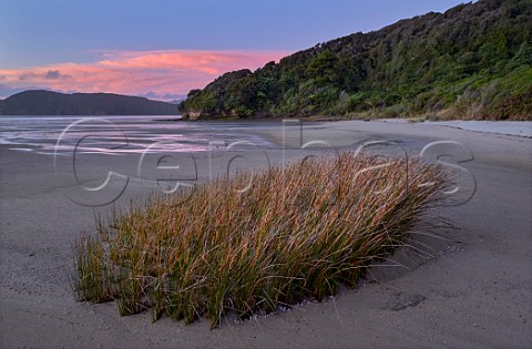 Clump of seagrass at low tide on Golden Bay Puponga Nelson Tasman New Zealand
