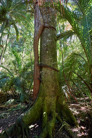 Rata Tree clinging to another tree The Grove Scenic Reserve Takaka Nelson Tasman New Zealand