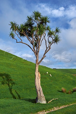 Cabbage Tree at Cape Farewell  Puponga Nelson Tasman New Zealand