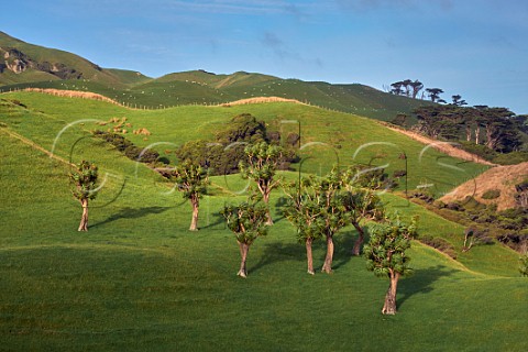 Cabbage Trees near Cape Farewell Puponga Nelson Tasman New Zealand