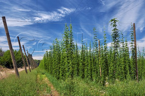 Hop farm  Upper Moutere Nelson New Zealand