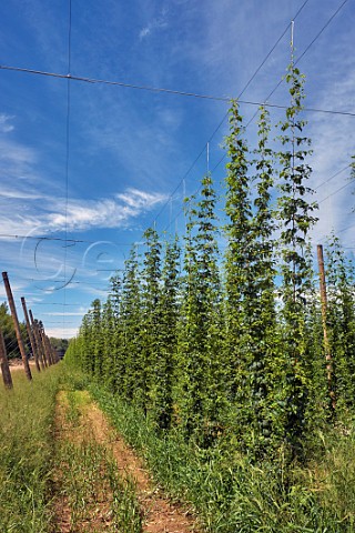 Hop farm  Upper Moutere Nelson New Zealand