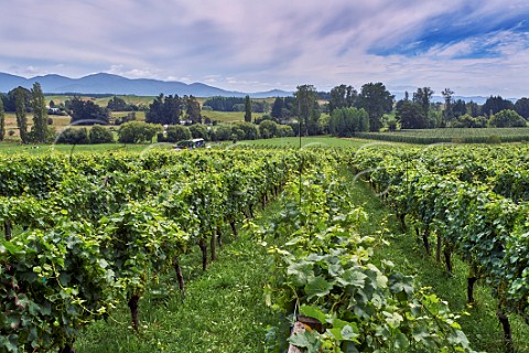 Chardonnay vineyard of Neudorf Upper Moutere Nelson New Zealand