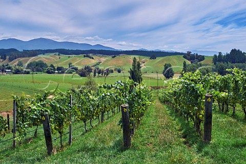 Chardonnay vines in Rosies Block vineyard of Neudorf Upper Moutere Nelson New Zealand