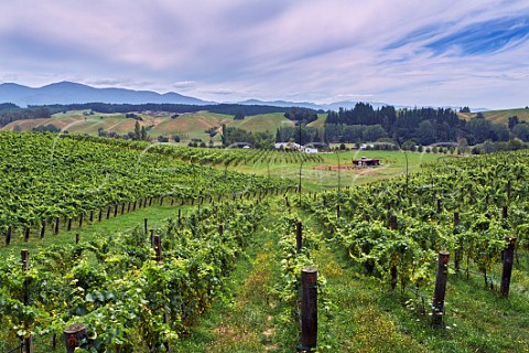 Chardonnay vines in Rosies Block vineyard of Neudorf Upper Moutere Nelson New Zealand