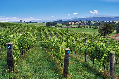 Albarino vines in Rosies Block vineyard of Neudorf Upper Moutere Nelson New Zealand