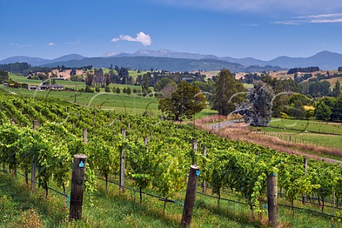 Albarino vines in Rosies Block vineyard of Neudorf Upper Moutere Nelson New Zealand