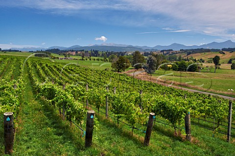 Albarino vines in Rosies Block vineyard of Neudorf Upper Moutere Nelson New Zealand