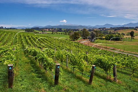 Albarino vines in Rosies Block vineyard of Neudorf Upper Moutere Nelson New Zealand