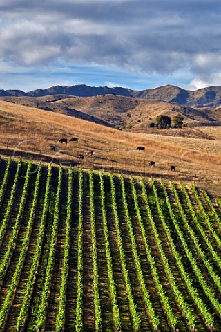 Yarrum Vineyard of the Sutherland Family on the ridge between the Brancott and Ben Morven Valleys A grower for Dog Point Greywacke and Nautilus  Marlborough New Zealand