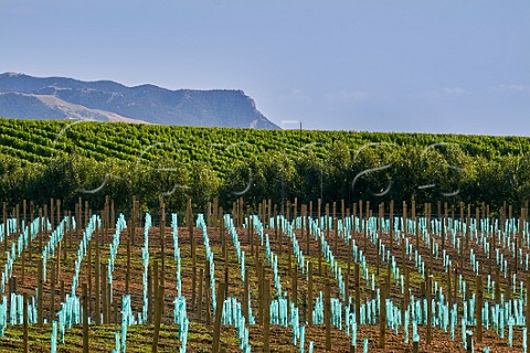 New vineyard of Yealands Estate Seddon Marlborough New Zealand  Awatere Valley