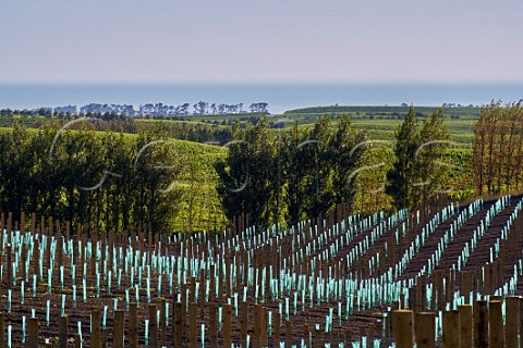 New vineyard of Yealands Estate with Clifford Bay in distance Seddon Marlborough New Zealand  Awatere Valley