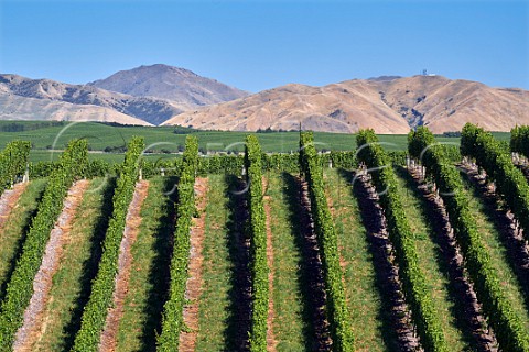 Vineyard of Yealands Estate Seddon Marlborough New Zealand  Awatere Valley