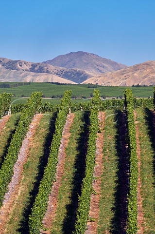 Vineyard of Yealands Estate Seddon Marlborough New Zealand  Awatere Valley