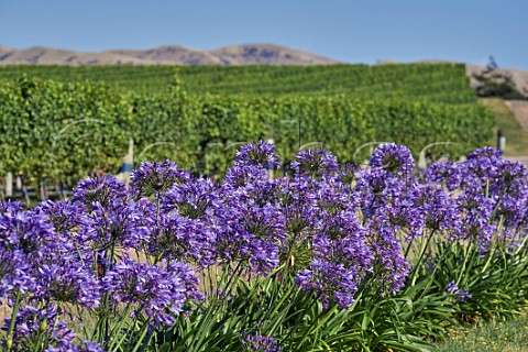 Agapanthus flowering by vineyard of Yealands Estate Seddon Marlborough New Zealand  Awatere Valley