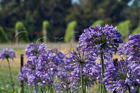 Agapanthus flowering by vineyard of Yealands Estate Seddon Marlborough New Zealand  Awatere Valley