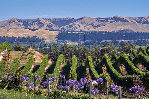 Agapanthus flowering by vineyard of Yealands Estate Seddon Marlborough New Zealand  Awatere Valley