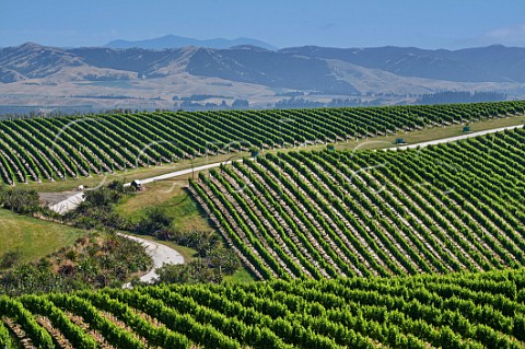 The White Road through vineyards of Yealands Estate Seddon Marlborough New Zealand  Awatere Valley