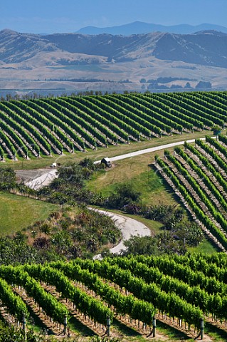 The White Road through vineyards of Yealands Estate Seddon Marlborough New Zealand  Awatere Valley