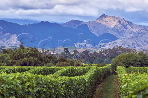Wairau Valley Block vineyard of Hunters Renwick Marlborough New Zealand Wairau Valley
