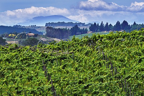 Chardonnay vines in Rosies Block vineyard of Neudorf Upper Moutere Nelson New Zealand