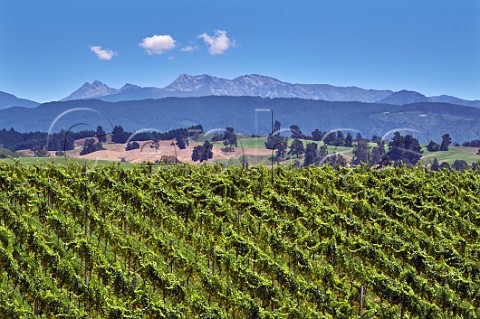 Chardonnay vines in Rosies Block vineyard of Neudorf Upper Moutere Nelson New Zealand
