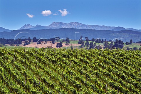 Chardonnay vines in Rosies Block vineyard of Neudorf Upper Moutere Nelson New Zealand