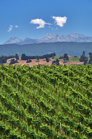 Chardonnay vines in Rosies Block vineyard of Neudorf Upper Moutere Nelson New Zealand