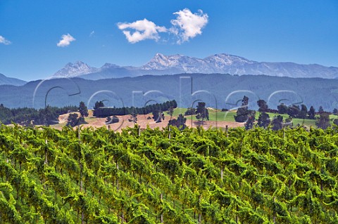 Chardonnay vines in Rosies Block vineyard of Neudorf Upper Moutere Nelson New Zealand