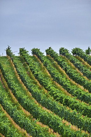 Pinot Noir vines in Greywacke Farm Vineyard Omaka Valley Marlborough New Zealand