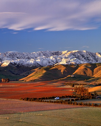 Vineyards in the Upper Brancott Valley including Cloudy Bay Mustang Fairhall Downs and Clayvin with snow on the Blairich Range beyond Marlborough New Zealand