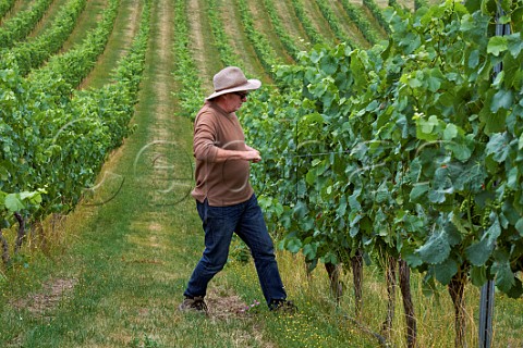 Kevin Judd lifting the wires in Greywacke Farm Vineyard Pinot Noir vines trained on VSP trellis  Omaka Valley Marlborough New Zealand