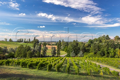 Vineyard of Ariola Marcello Lambrusco Parma Emilia Romagna Italy