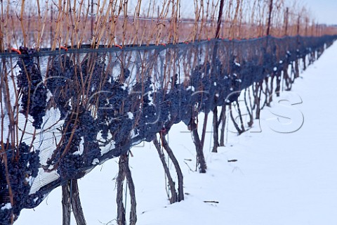 Cabernet Franc grapes protected by bird netting on the vine in late January for Icewine Stratus Vineyards NiagaraontheLake Ontario province Canada  Niagara Peninsula